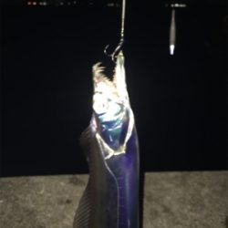 サバ？いや、タチ！