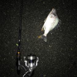 三角港周辺で虫ング