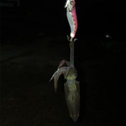 キャストして1091ヒイカ釣り\(^^)/