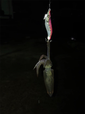 キャストして1091ヒイカ釣り\(^^)/