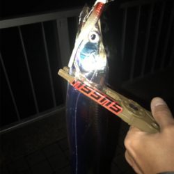 まだまだタチウオ釣れまっせin灘浜