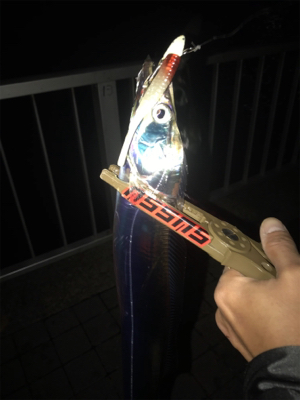 まだまだタチウオ釣れまっせin灘浜