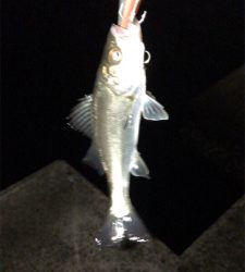 ランカーには届かず