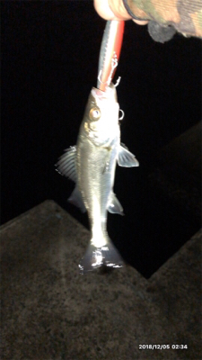 ランカーには届かず