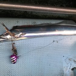 須磨沖 太刀魚 純英丸