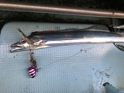 須磨沖  太刀魚  純英丸