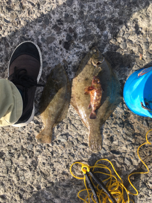 ヒラメとカレイ