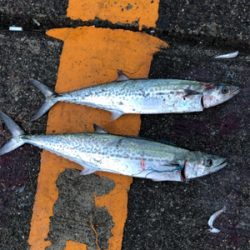 イワシカラーのミノーパターン