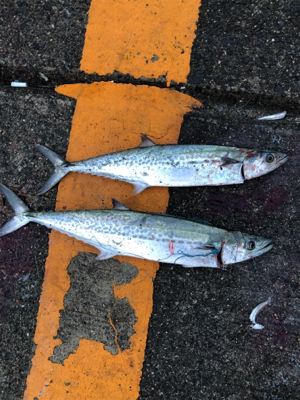 イワシカラーのミノーパターン