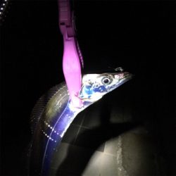 アジングなのに