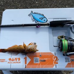 アオリは何処へ