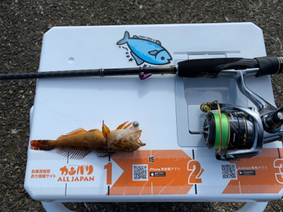 アオリは何処へ