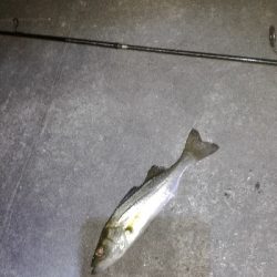 メバル　アジ狙い