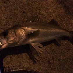 マイワシーバス！？