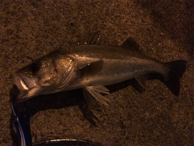 マイワシーバス！？