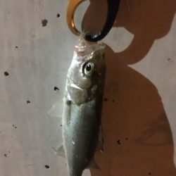 またチーバスとチヌ