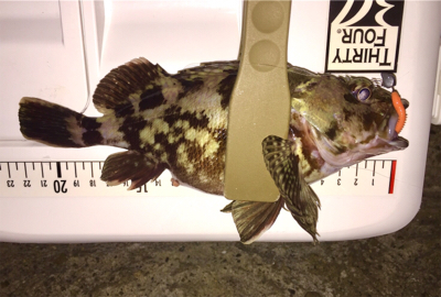 アジ狙い！結果はタケノコメバル。