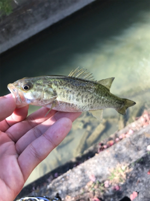 よく釣れた！！