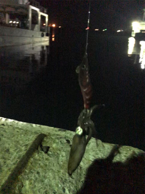 ヒイカ…渋い(＞＜)  アジ…留守~_~;