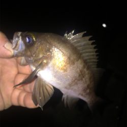 ナイトメバリング