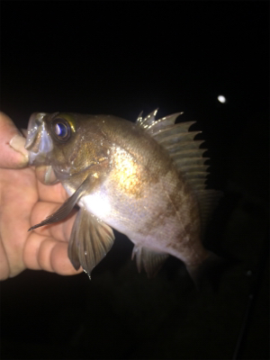 ナイトメバリング