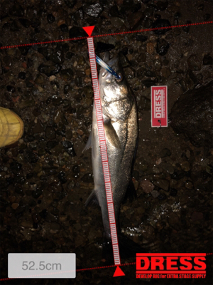 12月だけどシーバス