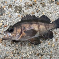 早朝メバリング