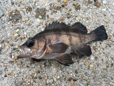 早朝メバリング