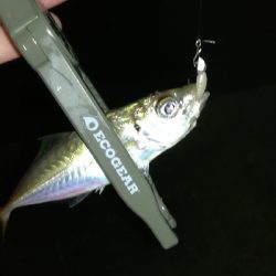 ナイトアジング