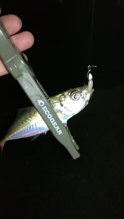 ナイトアジング