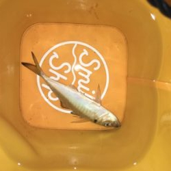 アジングや根魚