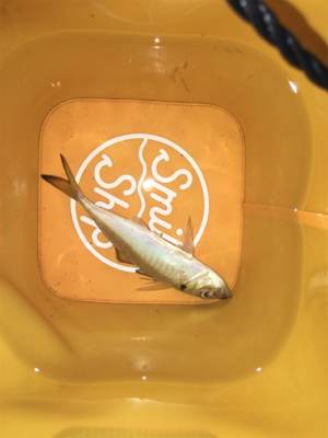 アジングや根魚