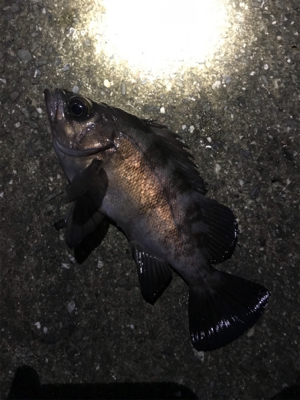 夕まずめメバリング