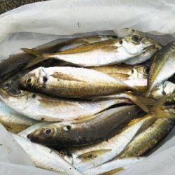 エサ用のアジ？