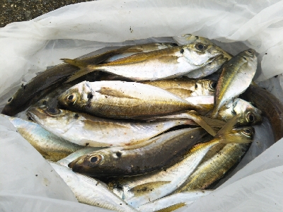 エサ用のアジ？