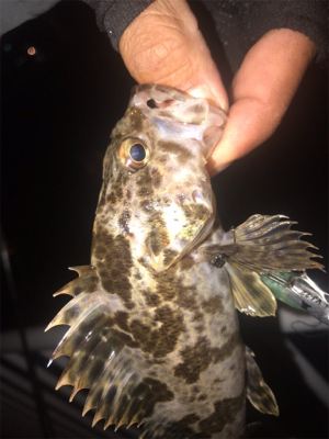 ガシラスタート？