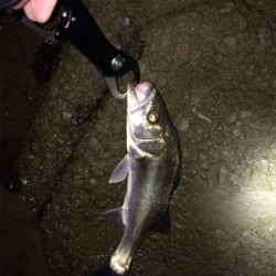 12月のシーバス