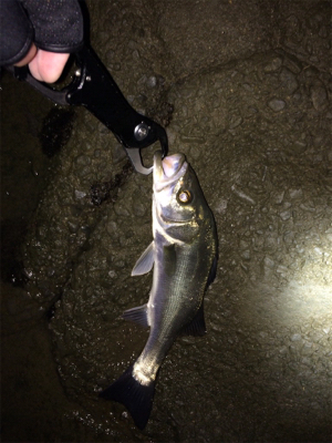 12月のシーバス