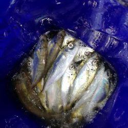 ガシラッシュからの