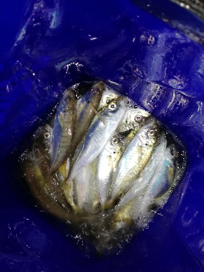 ガシラッシュからの