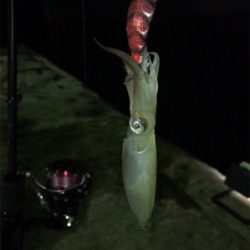 寒い中でのヒイカ釣り