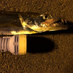 キタ〜っ❗️舞洲でF5❗️