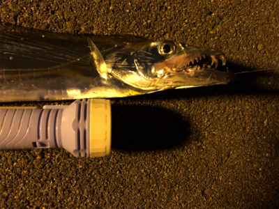 キタ〜っ❗️舞…