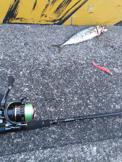 １２月８日　朝マズメ