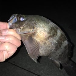 メバル高活性！