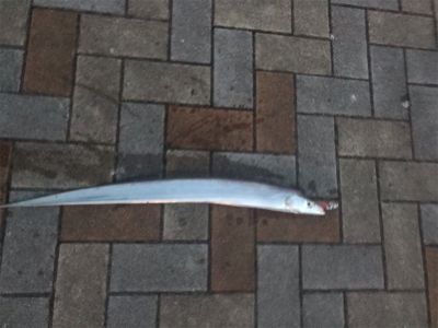 なんとか一本！！