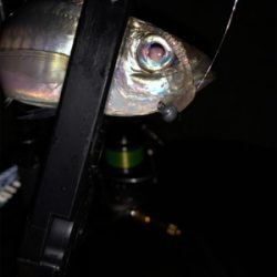 アジング バイク釣行の練習