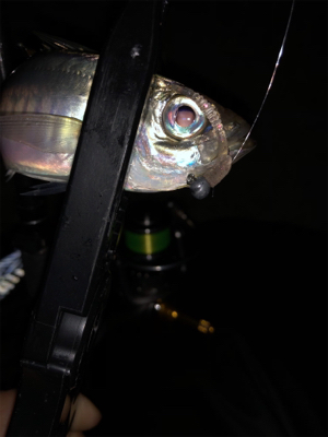 アジング バイク釣行の練習