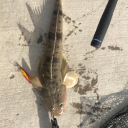 暴風でも釣れました