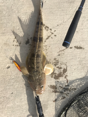 暴風でも釣れました